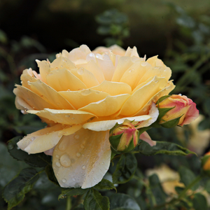 Róża angielska o słodkim zapachu, z żywymi, żółtymi, olśniewającymi kwiatami.